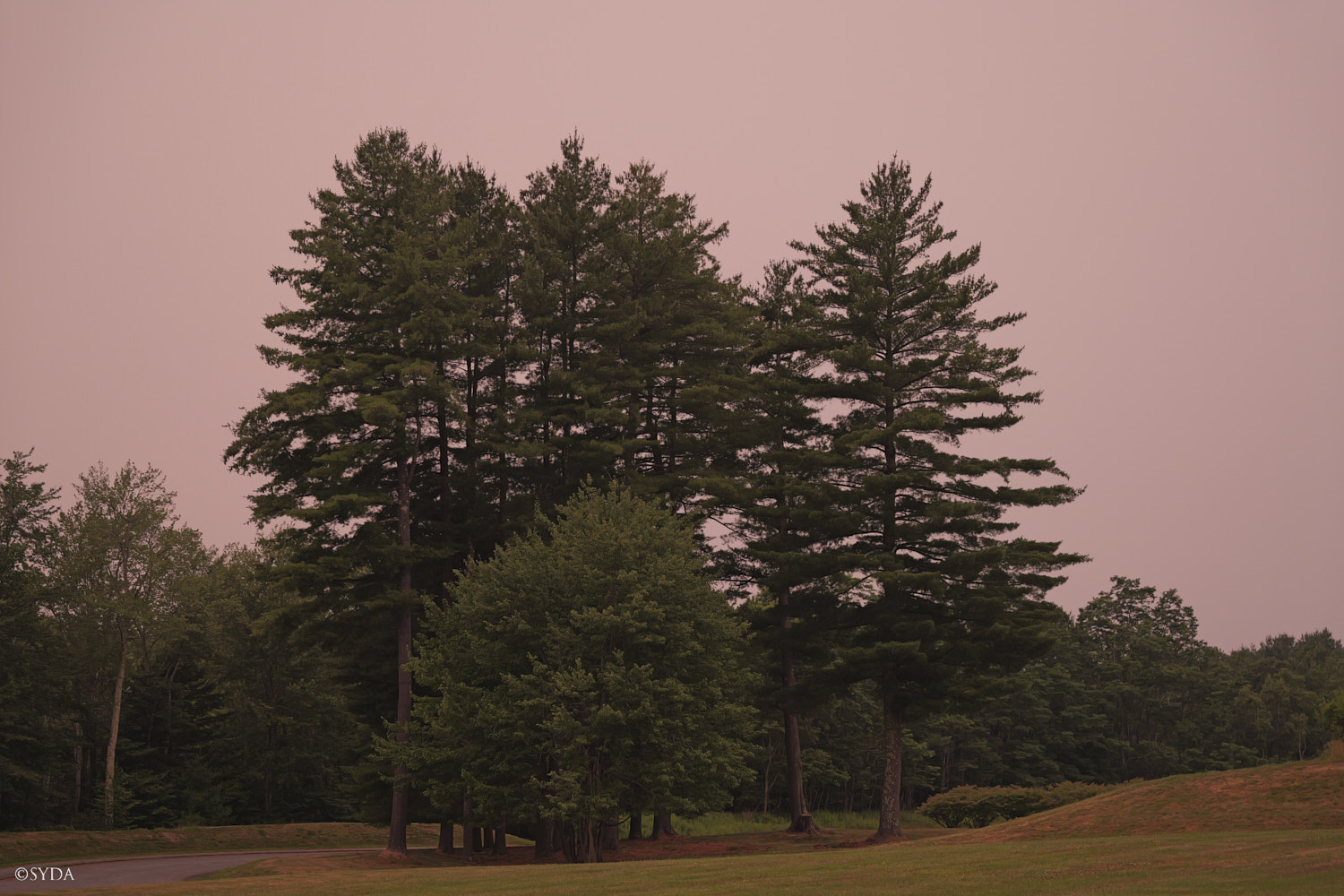 Nature Image