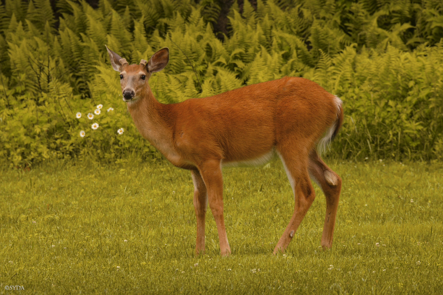 Nature Image