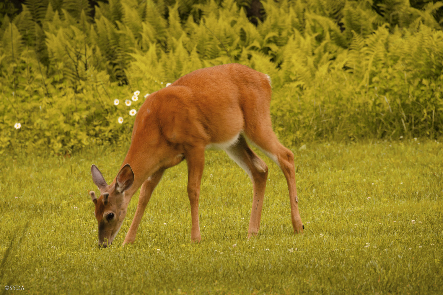 Nature Image