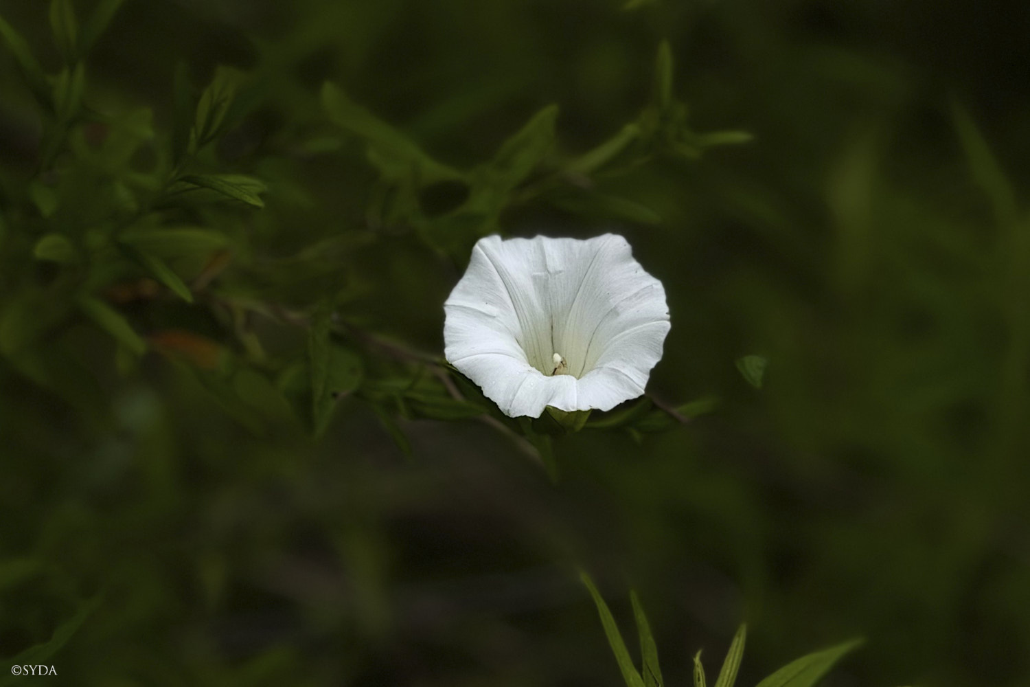 Nature Image