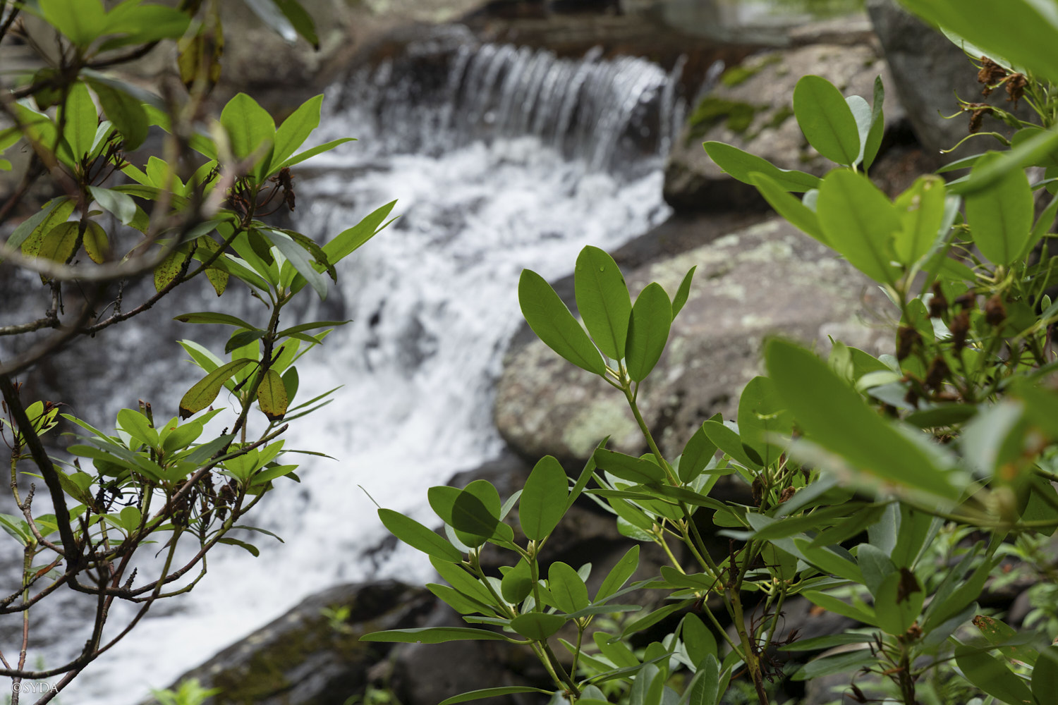 Nature Image