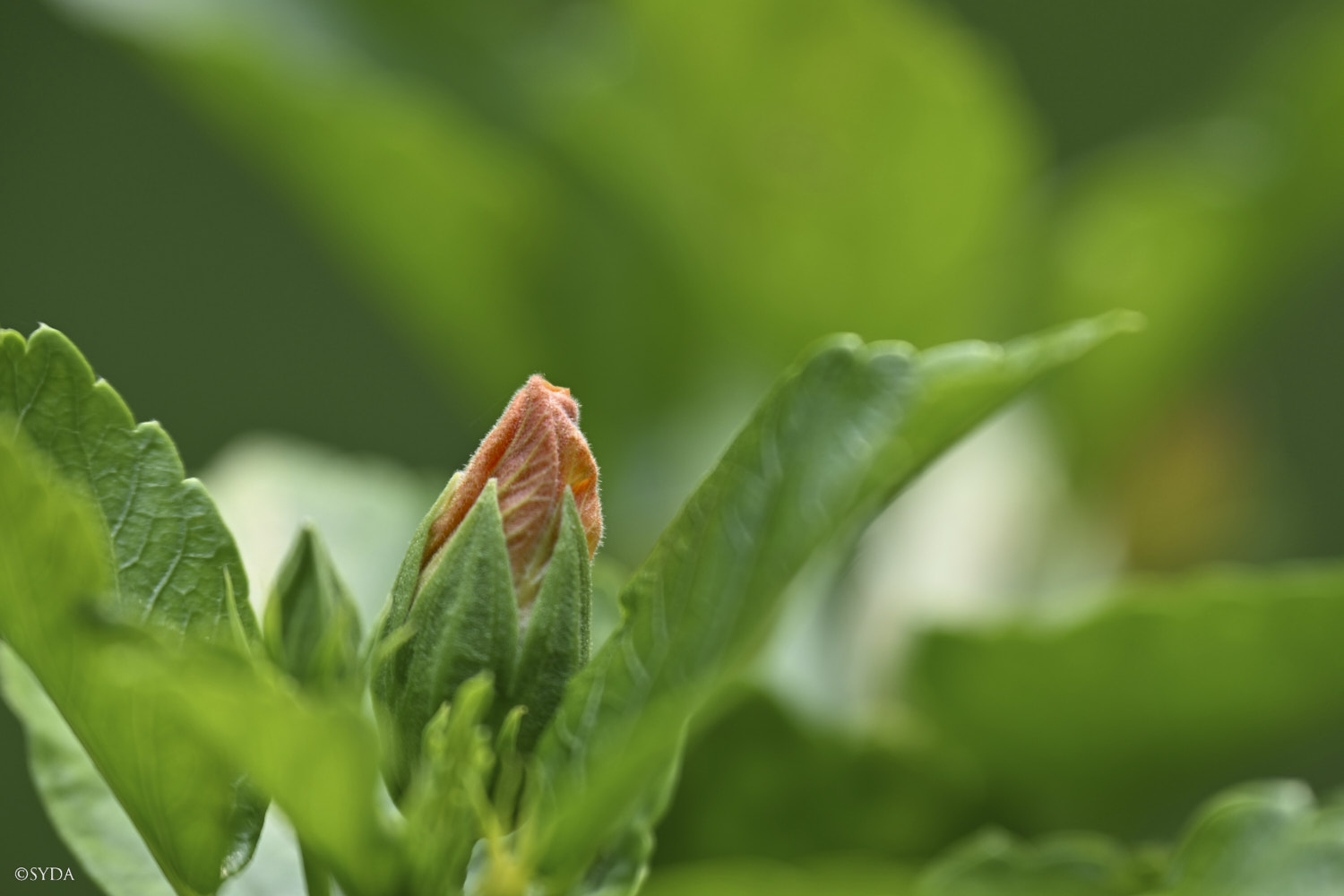 Nature Image