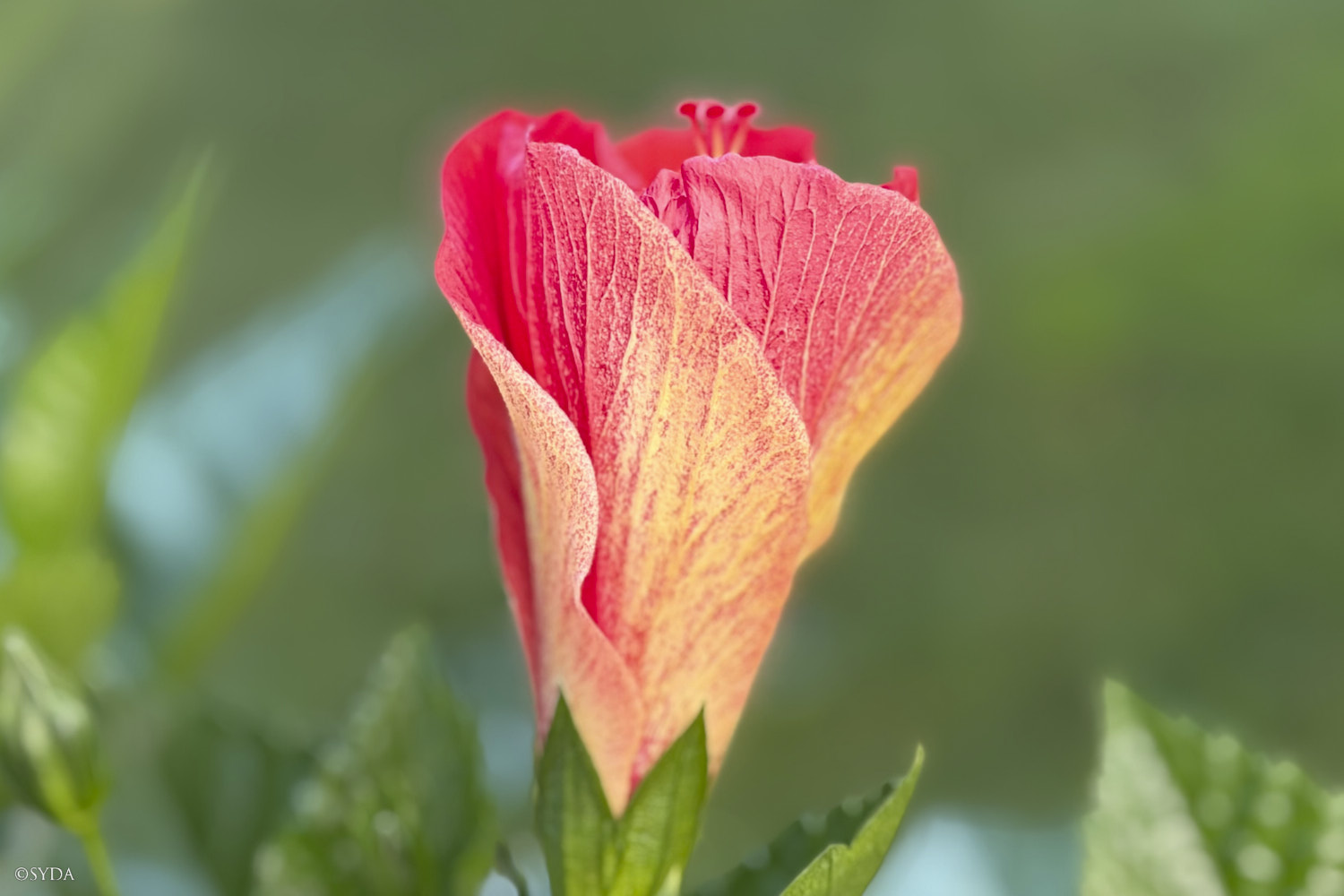 Nature Image