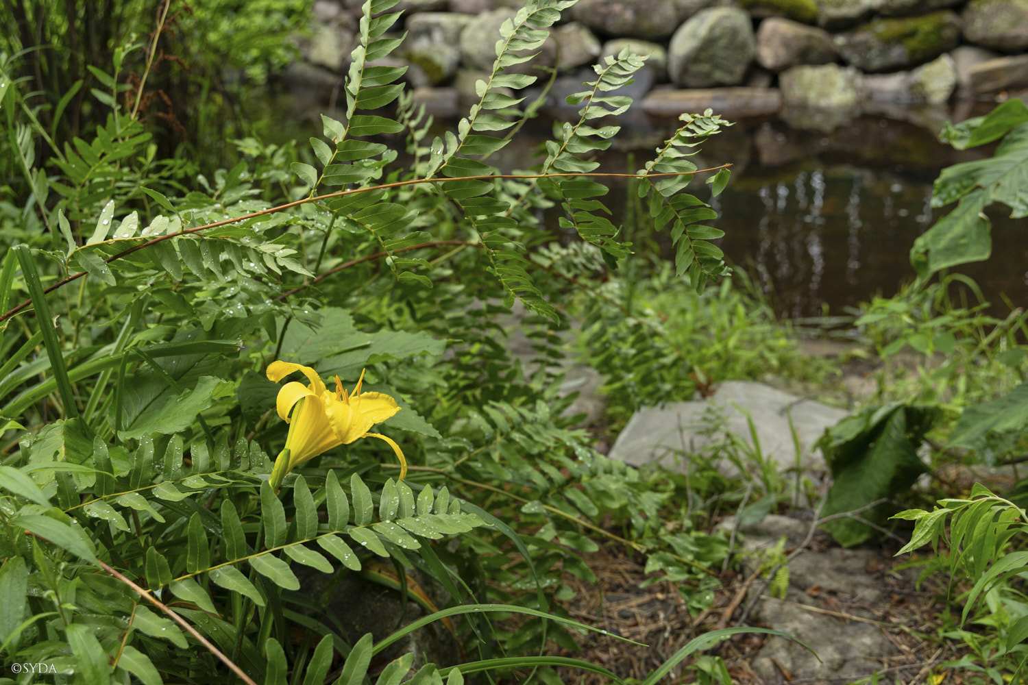 Nature Image