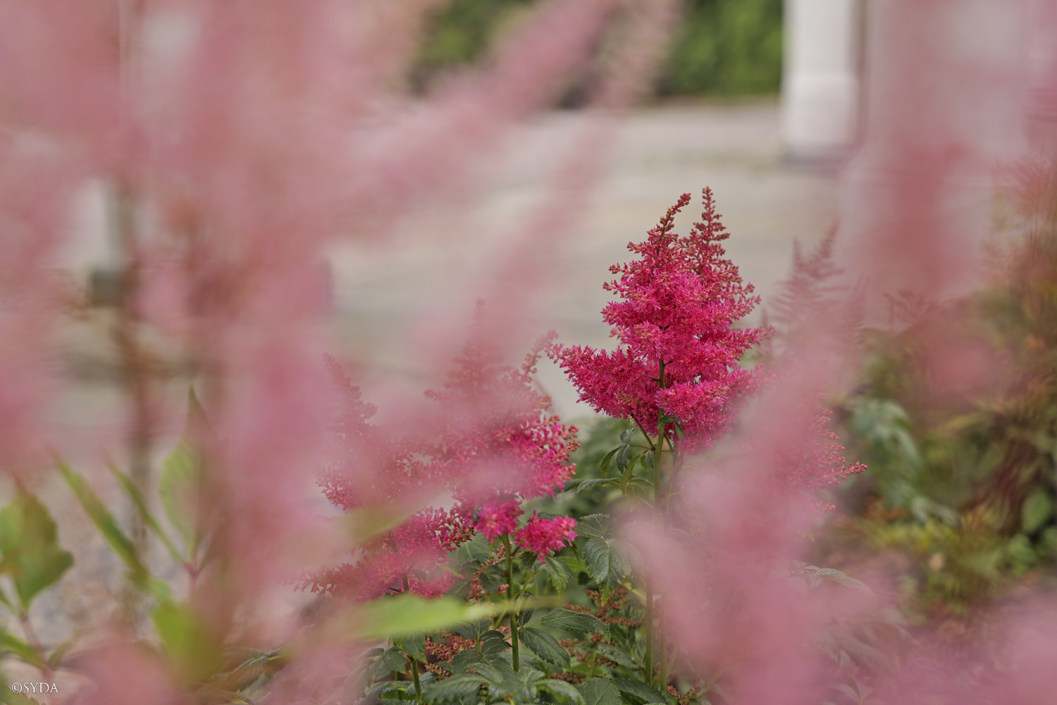 Nature Image