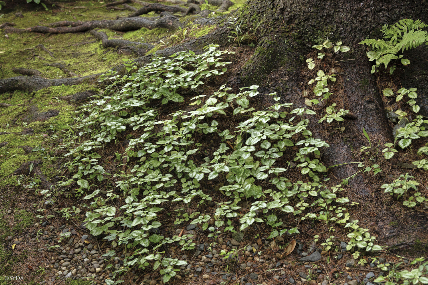 Nature Image