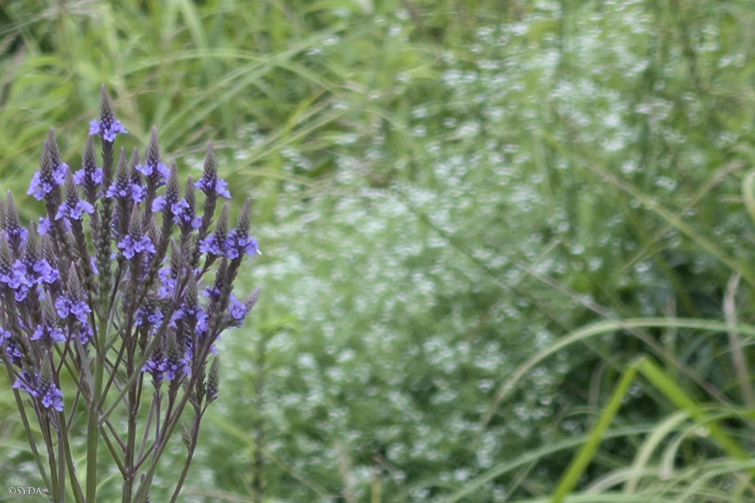 Nature Image