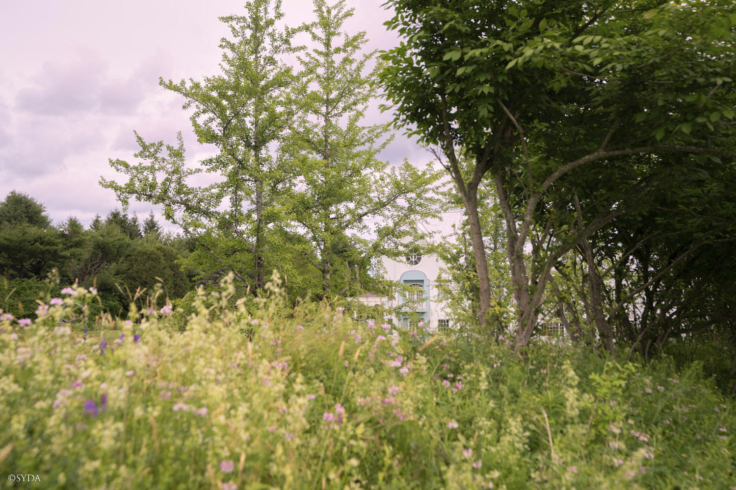 Nature Image