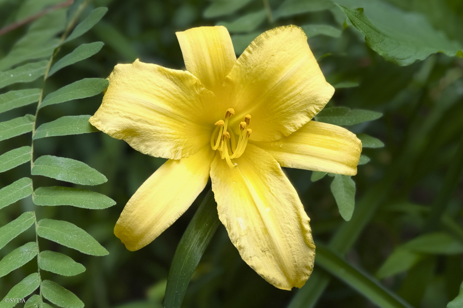 Nature Image