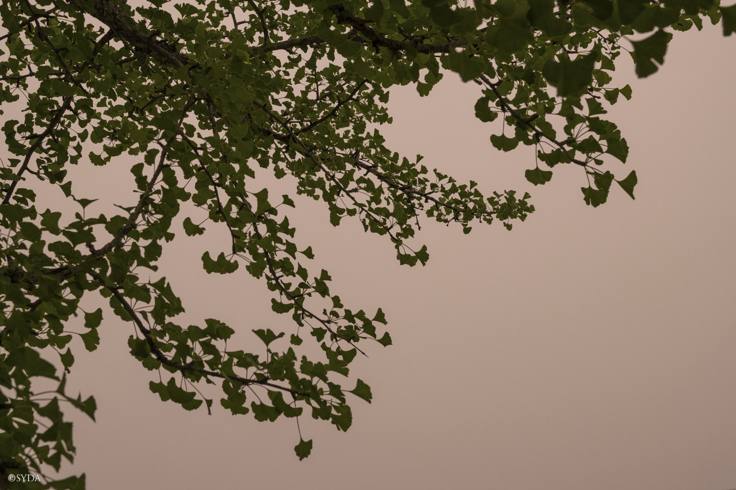 Nature Image