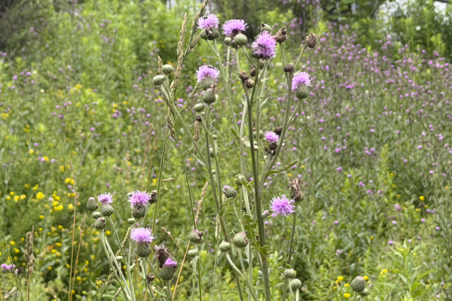 Nature Image