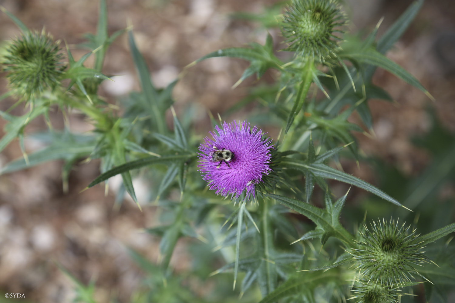 Nature Image
