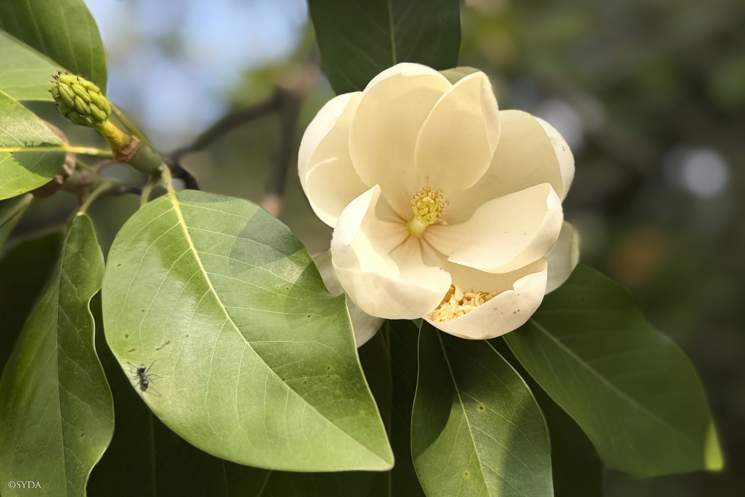 Nature Image