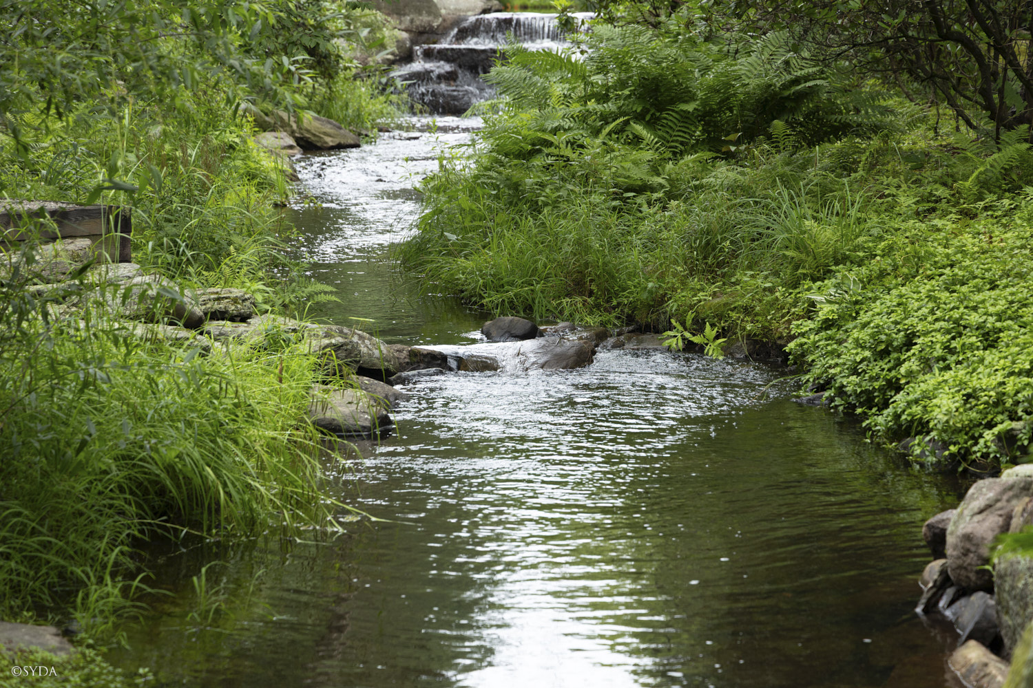 Nature Image