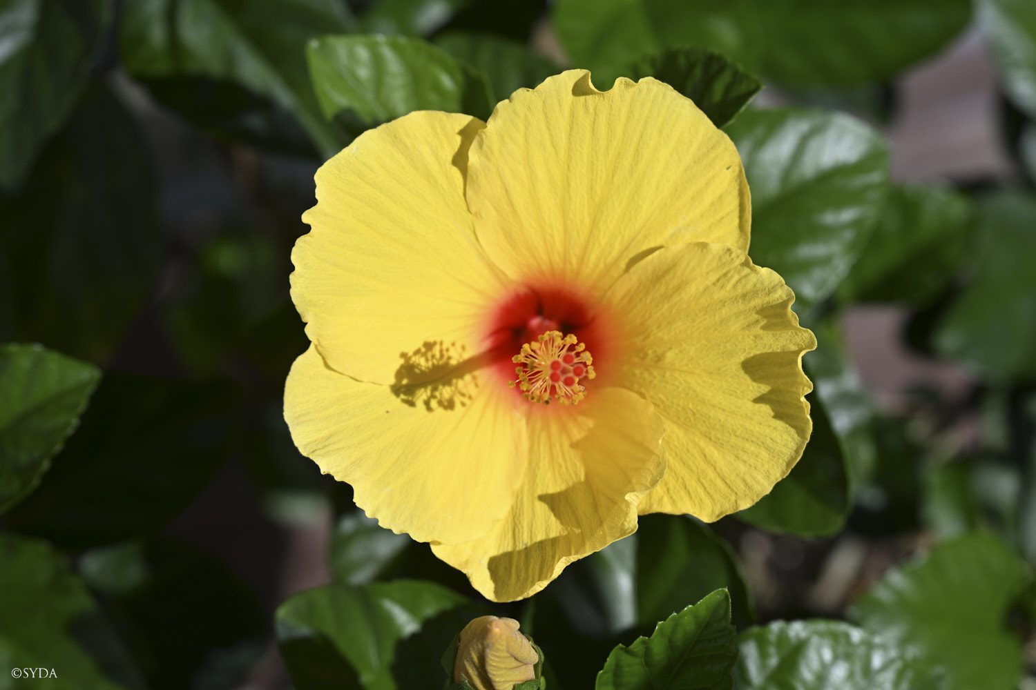 Nature Image