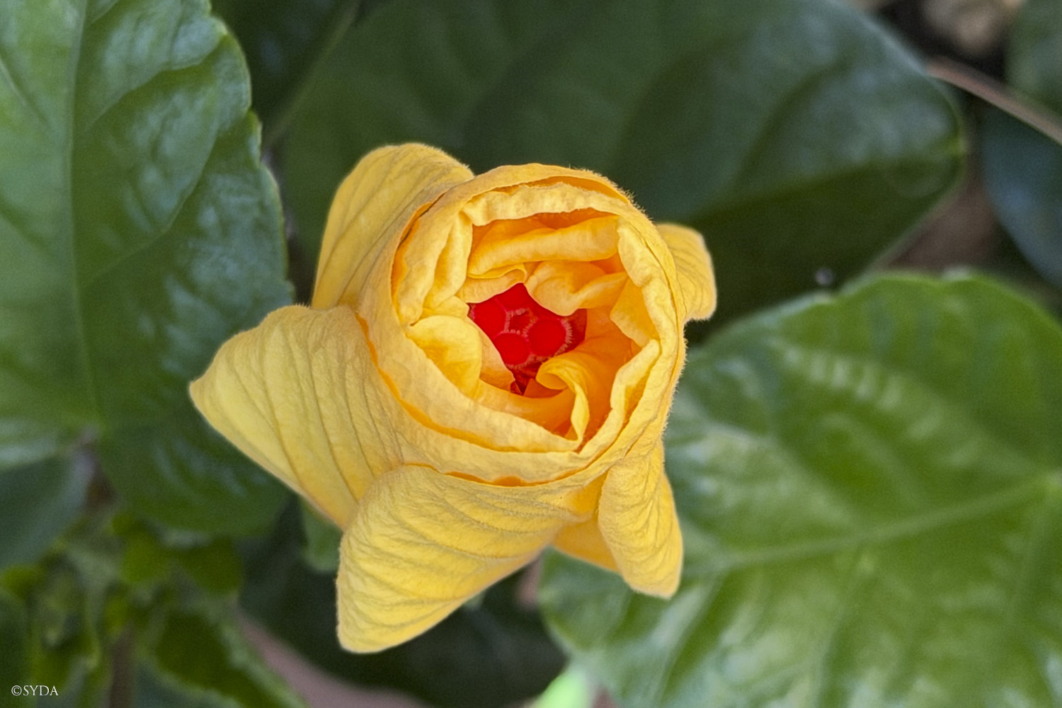 Nature Image