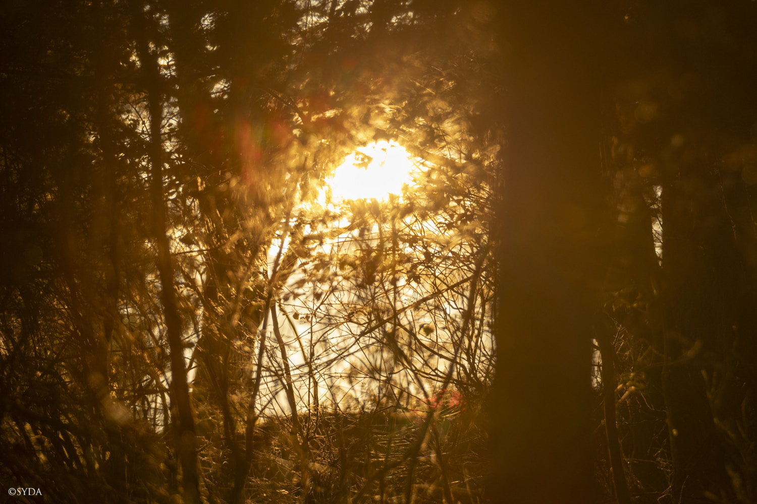Nature Image