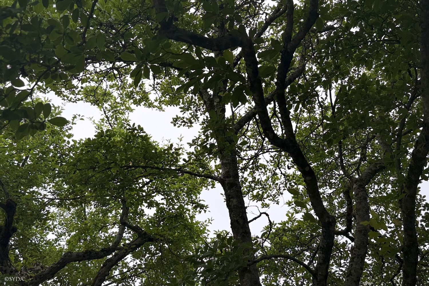 Nature Image
