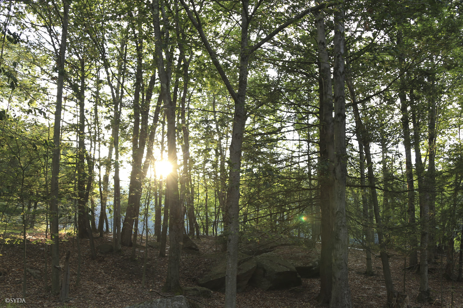 Nature Image