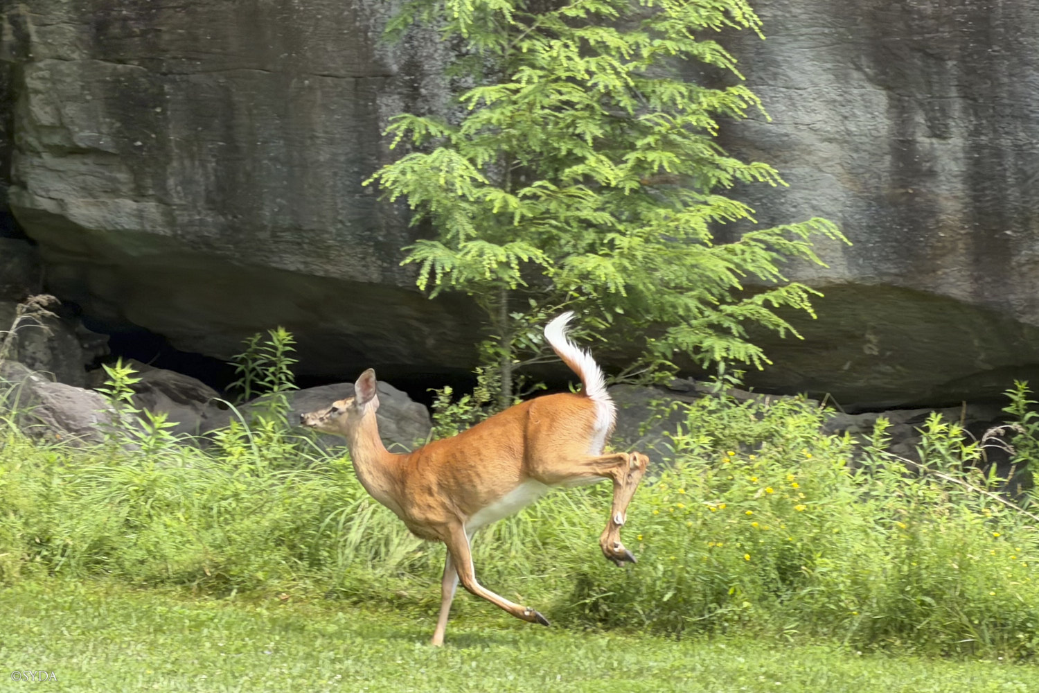 Nature Image