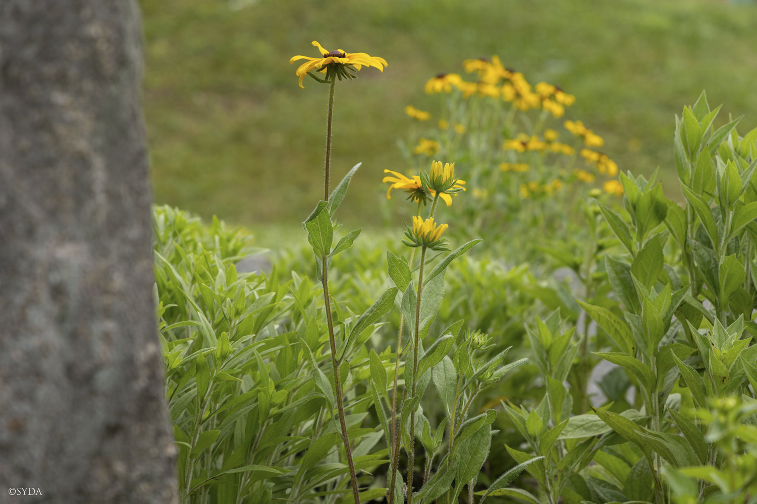 Nature Image