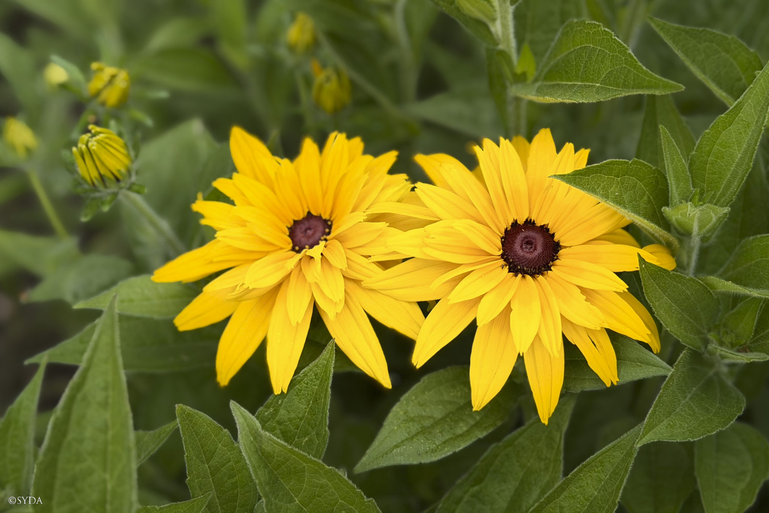Nature Image