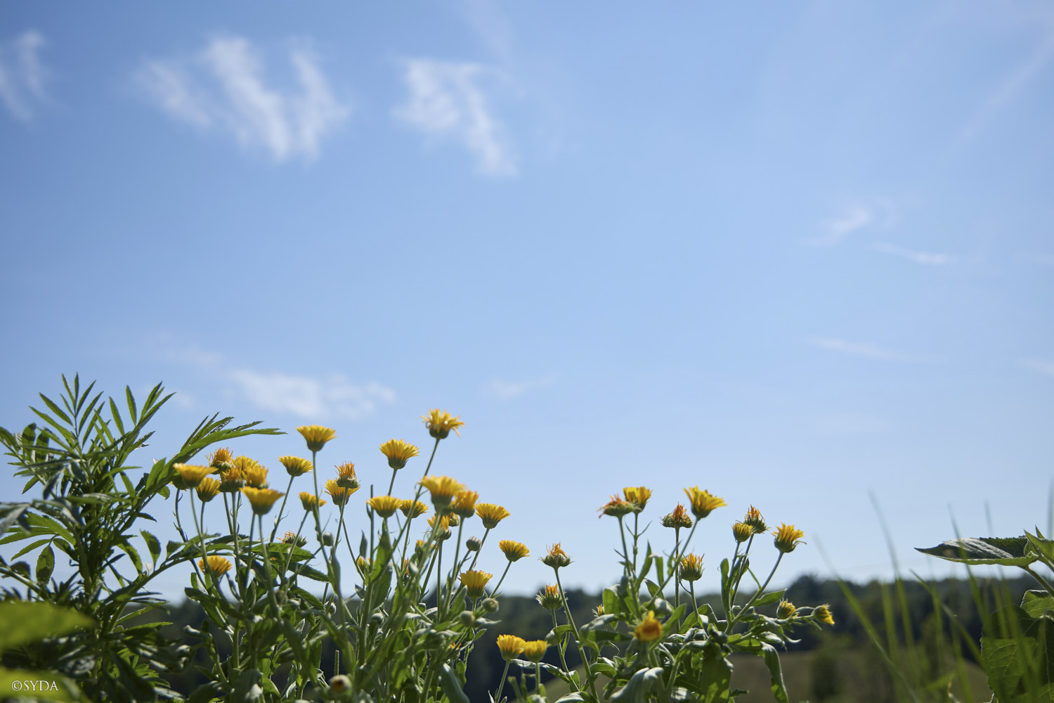 Nature Image