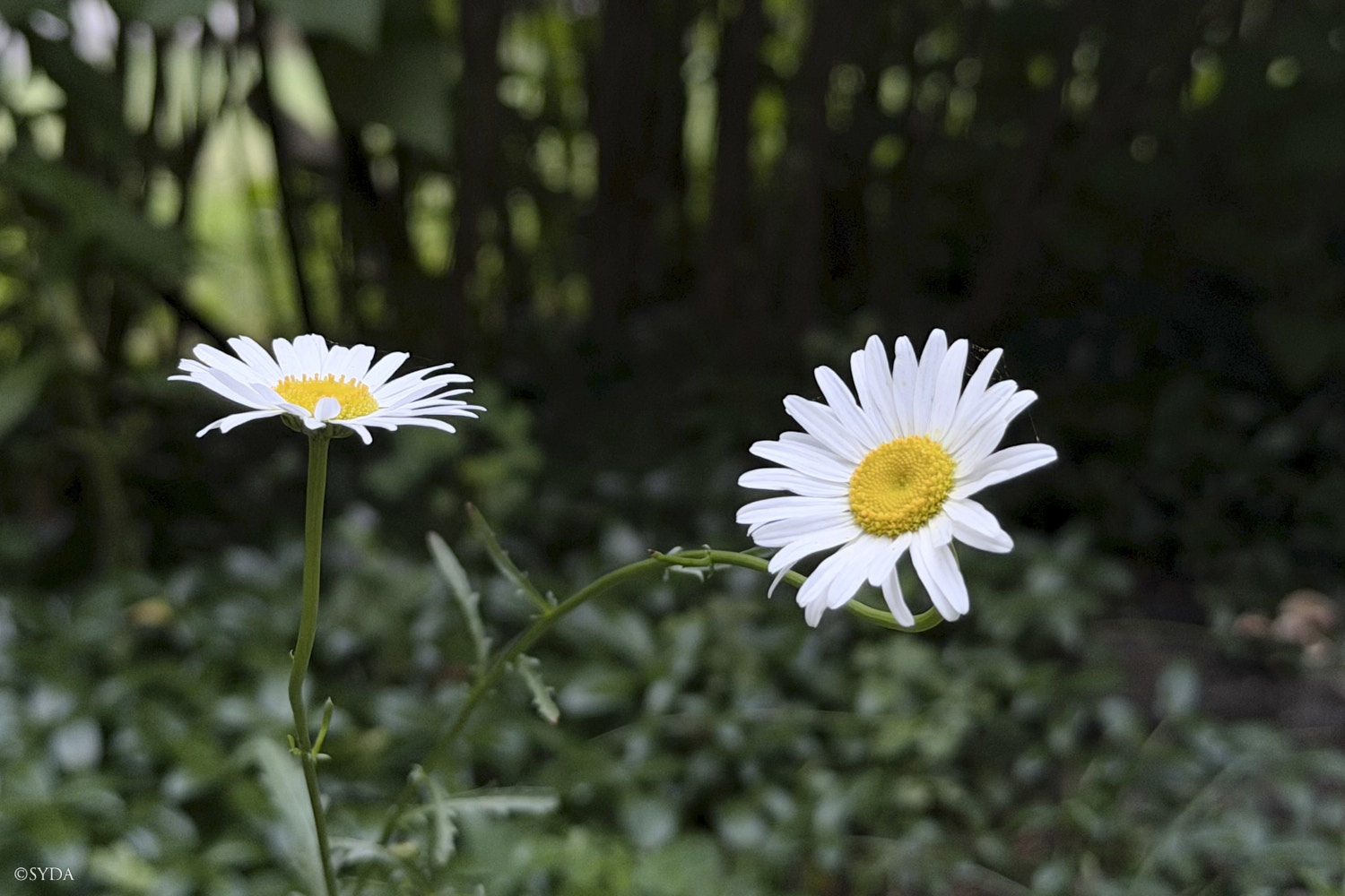 Nature Image