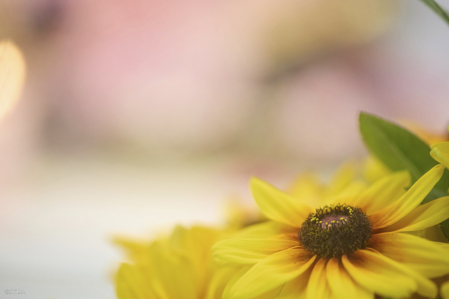 Nature Image