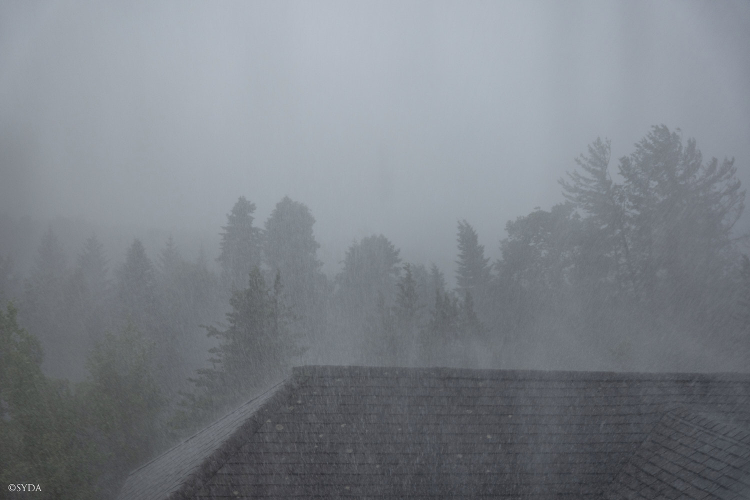 Nature Image