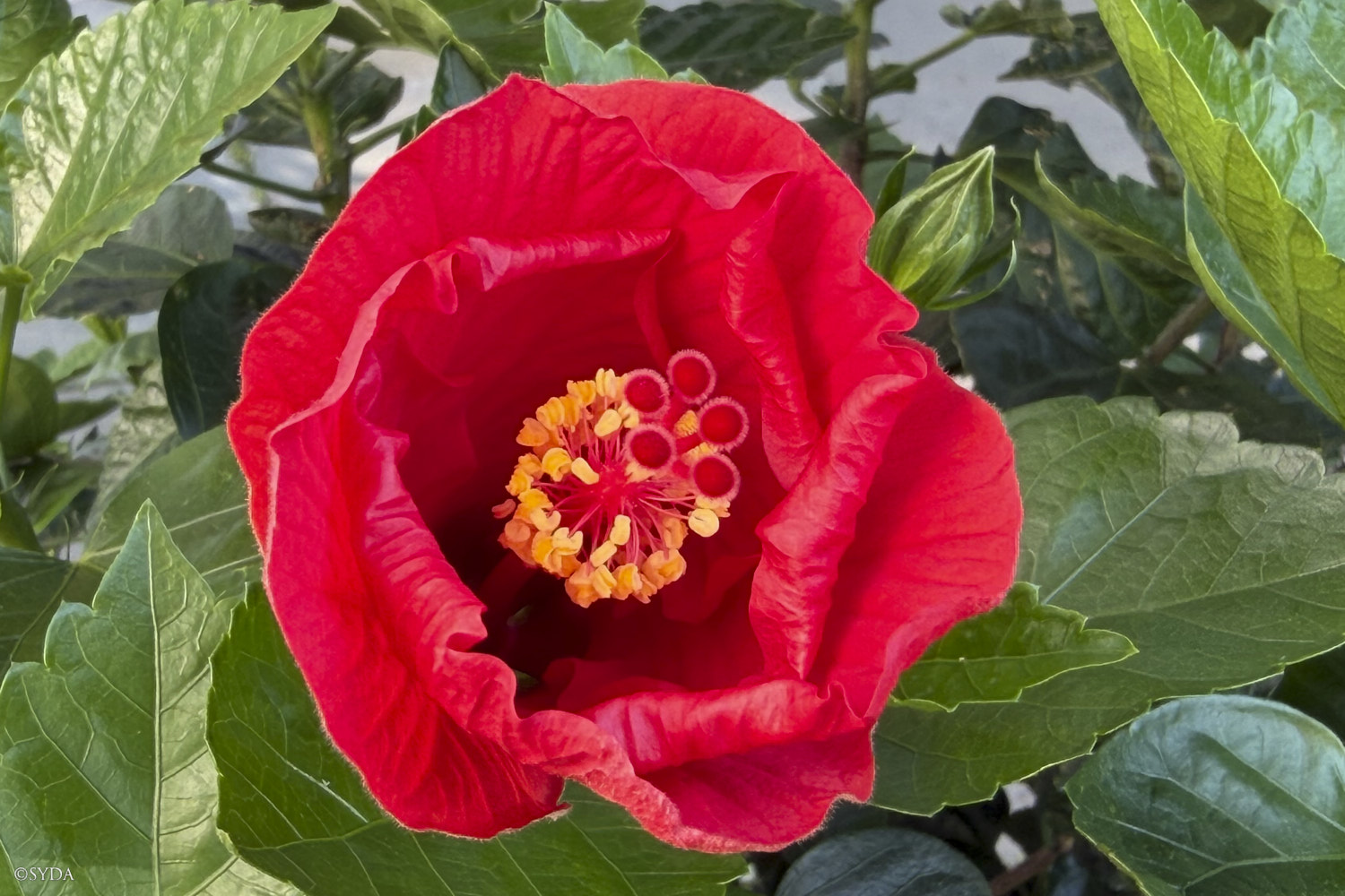 Nature Image