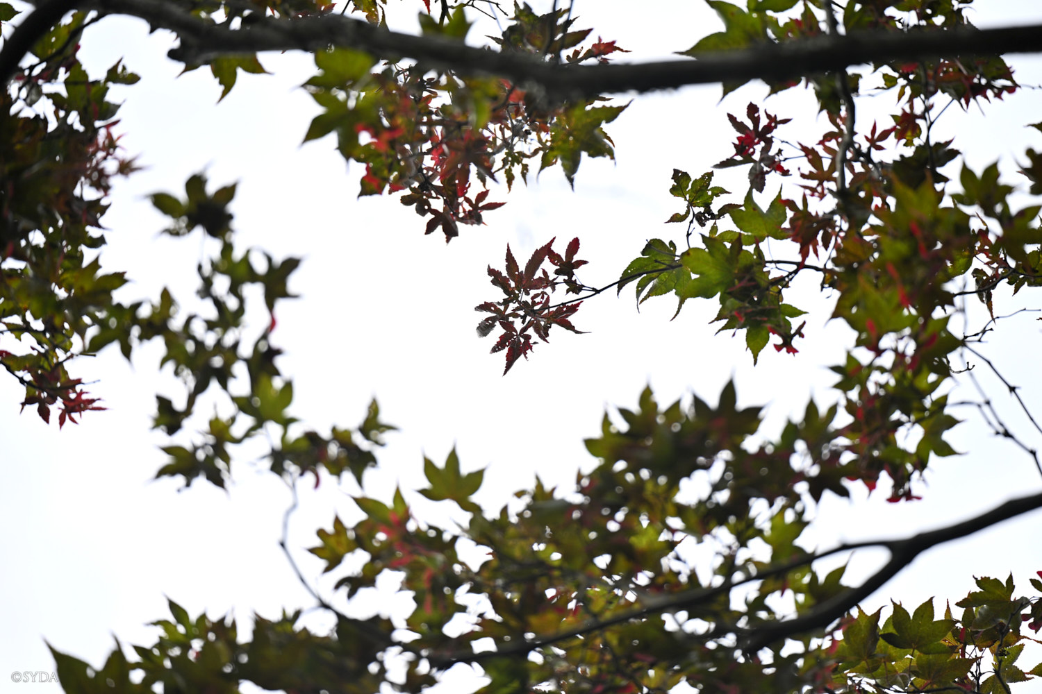 Nature Image