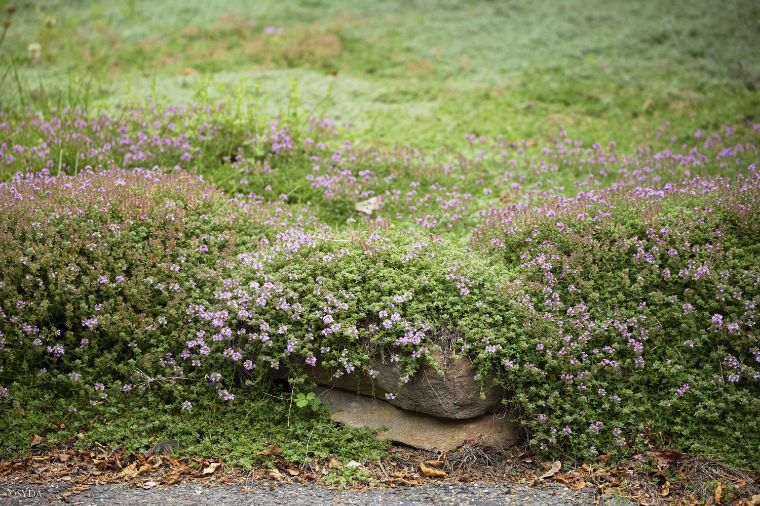 Nature Image