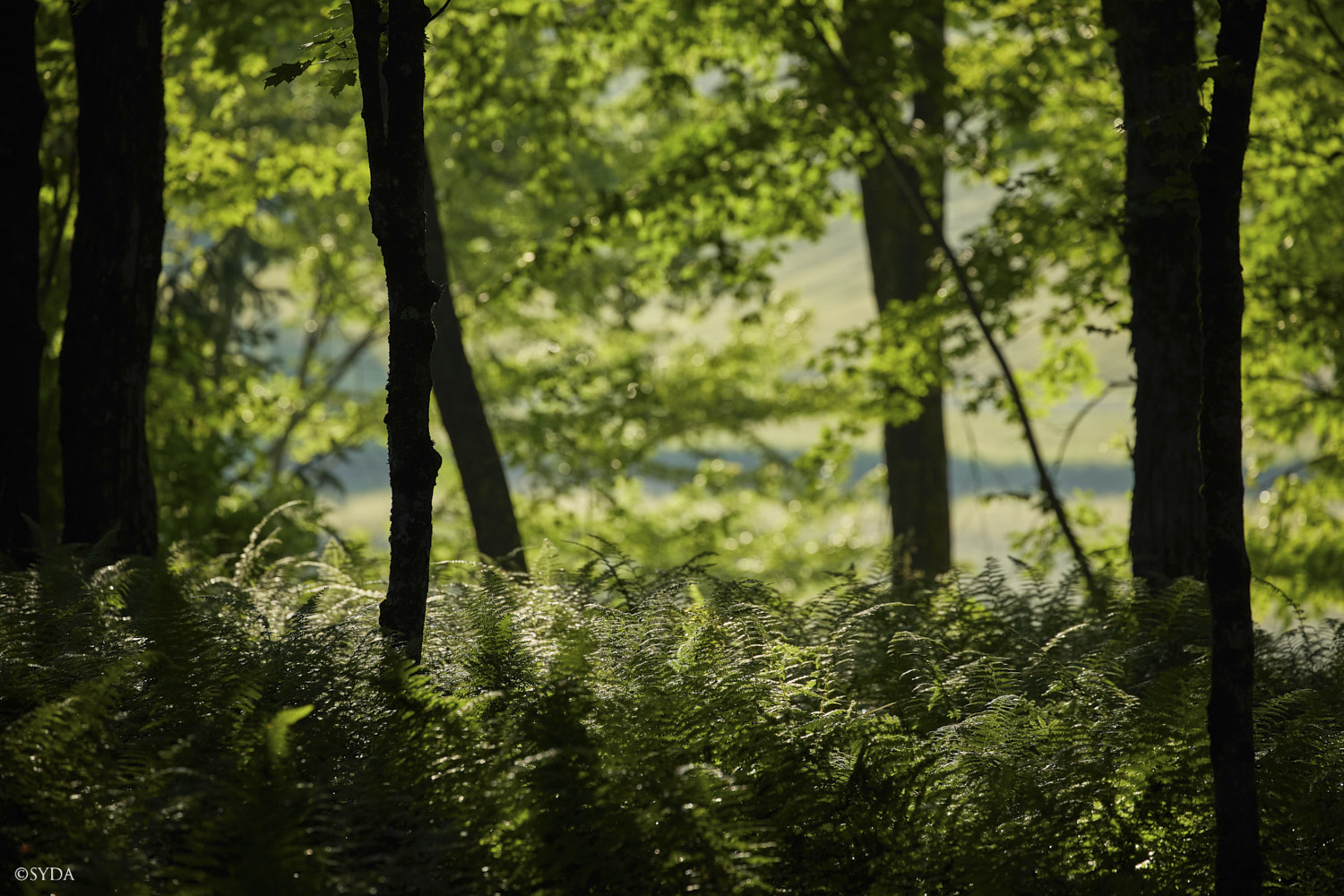 Nature Image