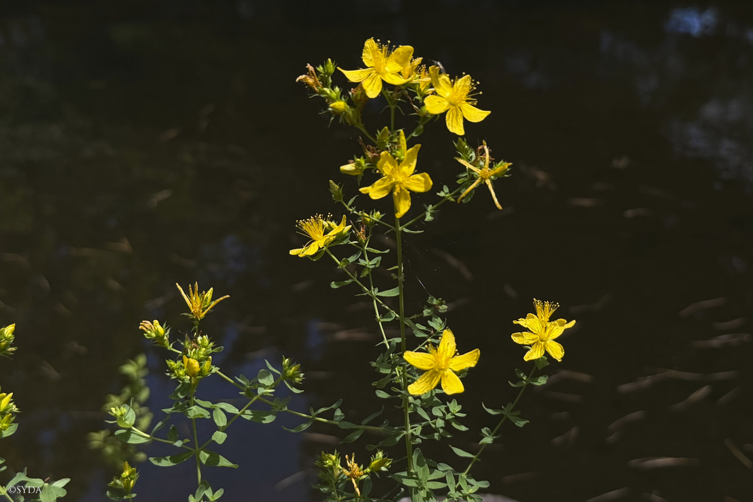 Nature Image