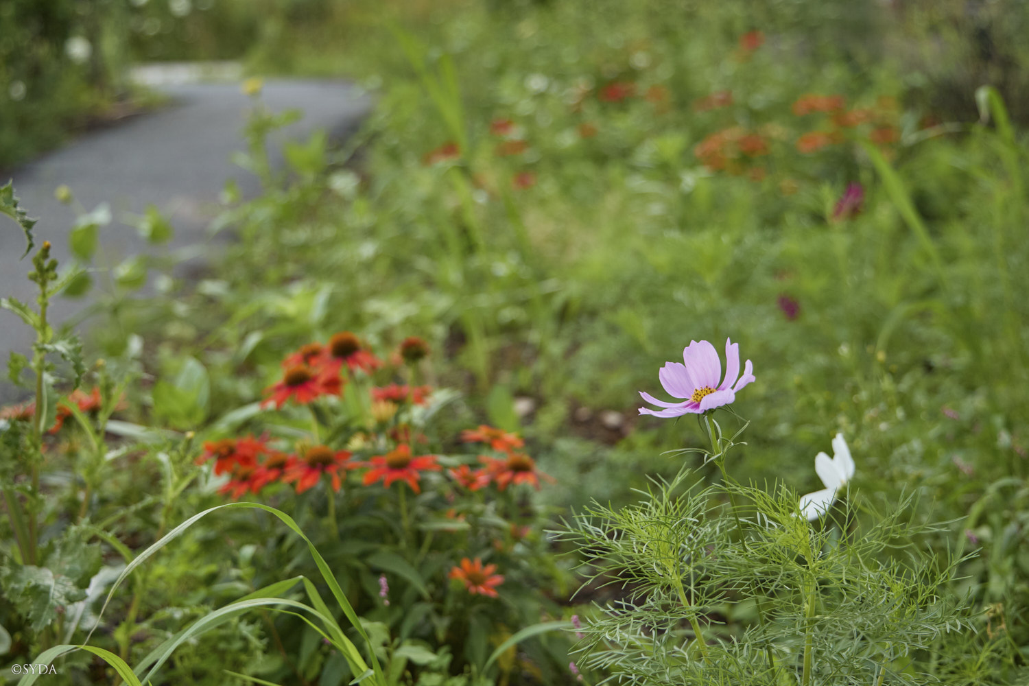 Nature Image