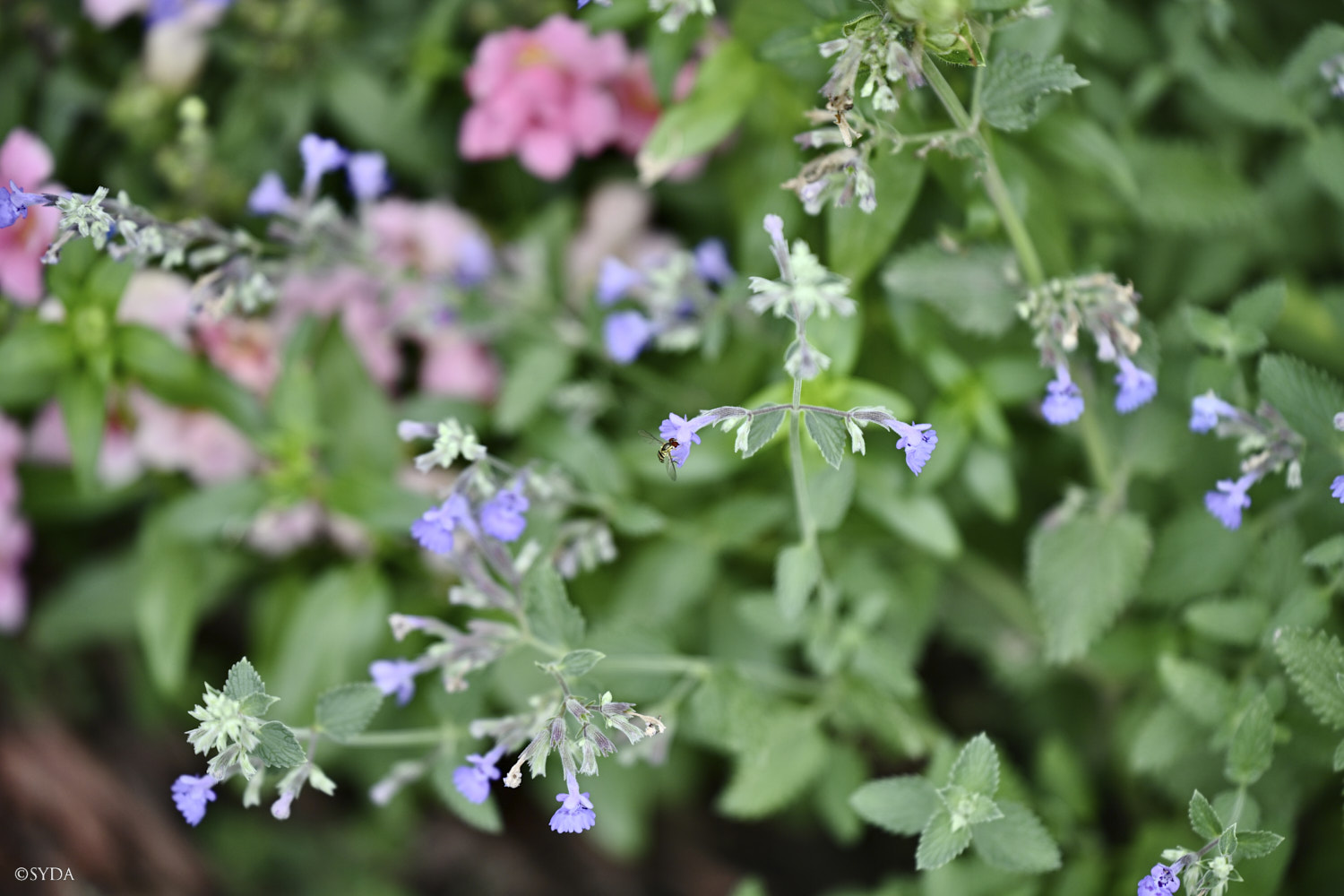 Nature Image