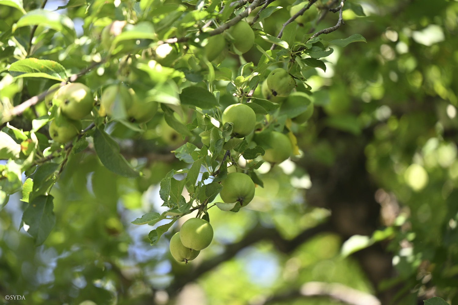 Nature Image
