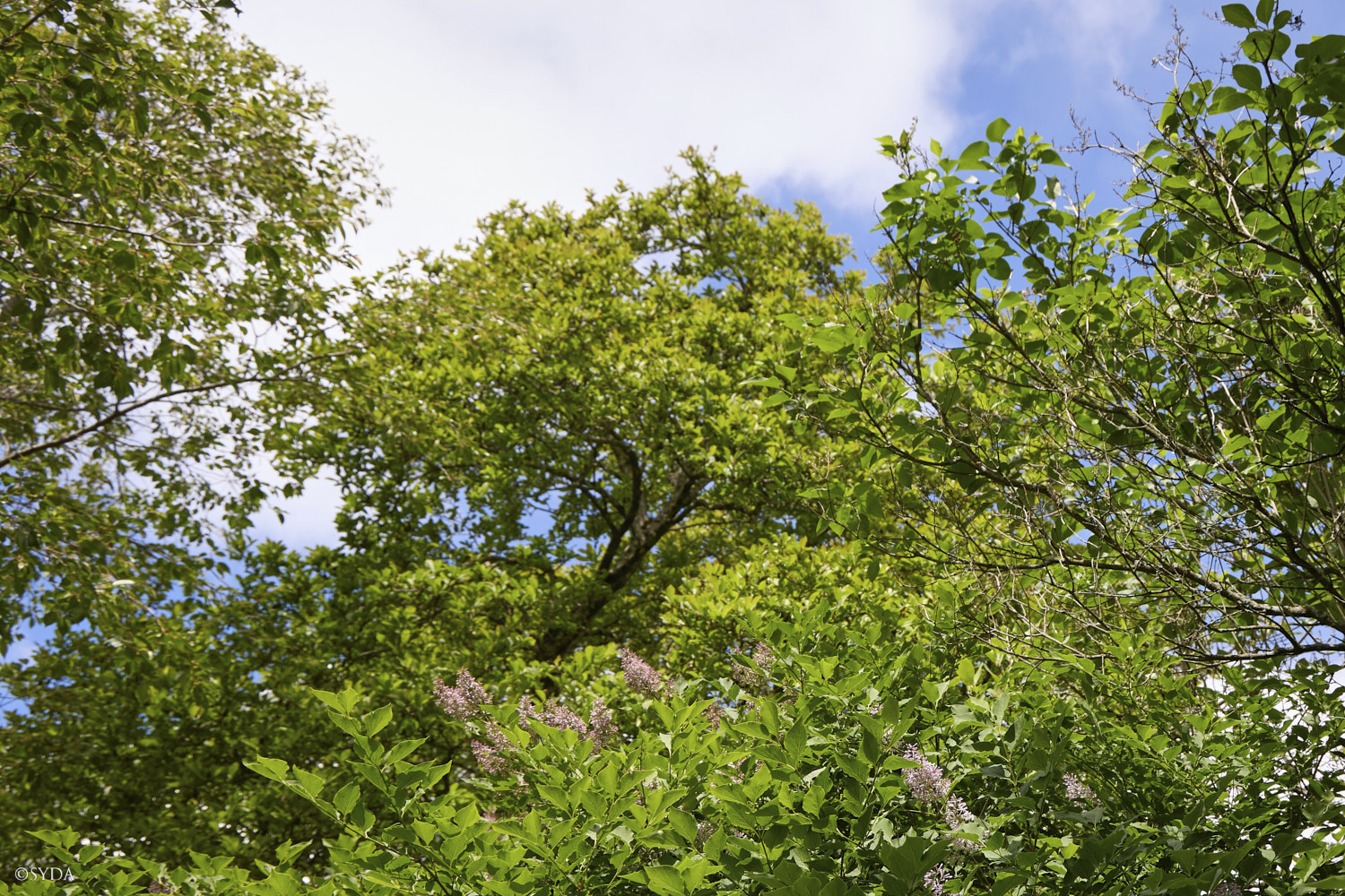Nature Image