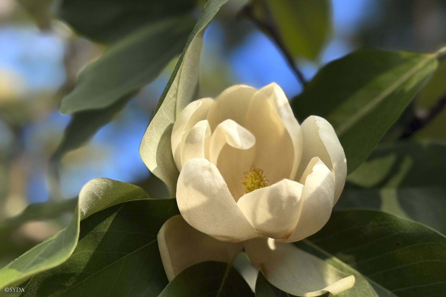 Nature Image
