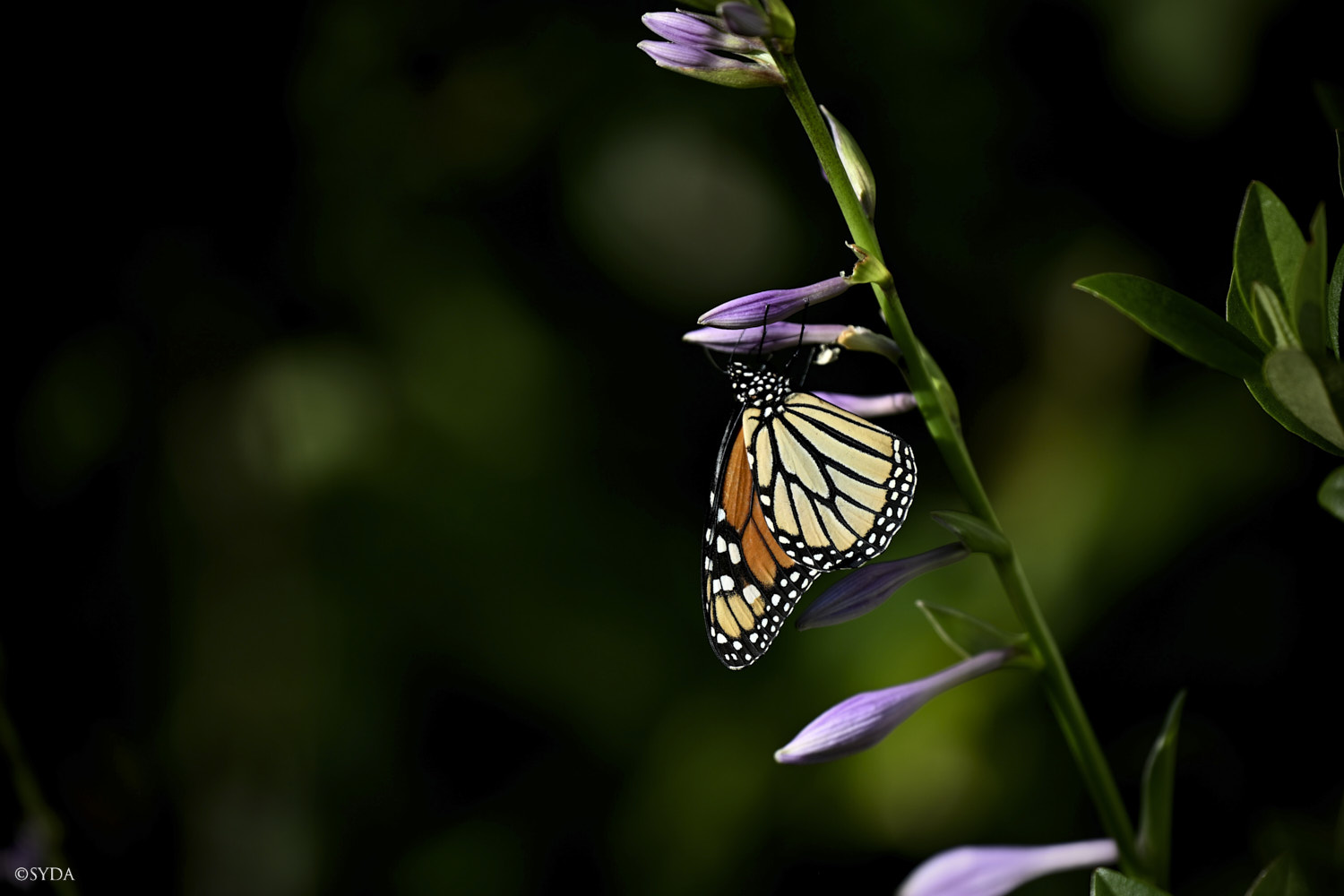 Nature Image