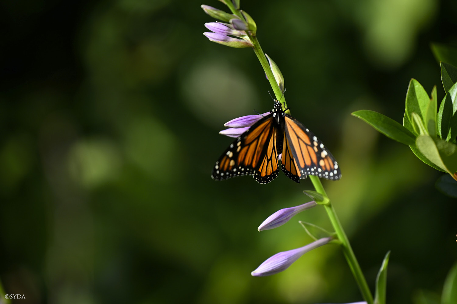 Nature Image