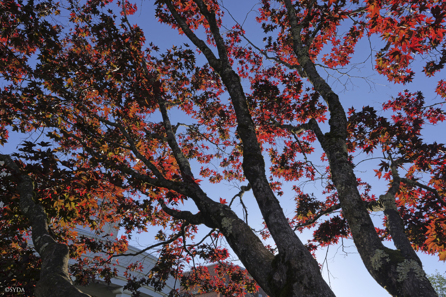 Nature Image