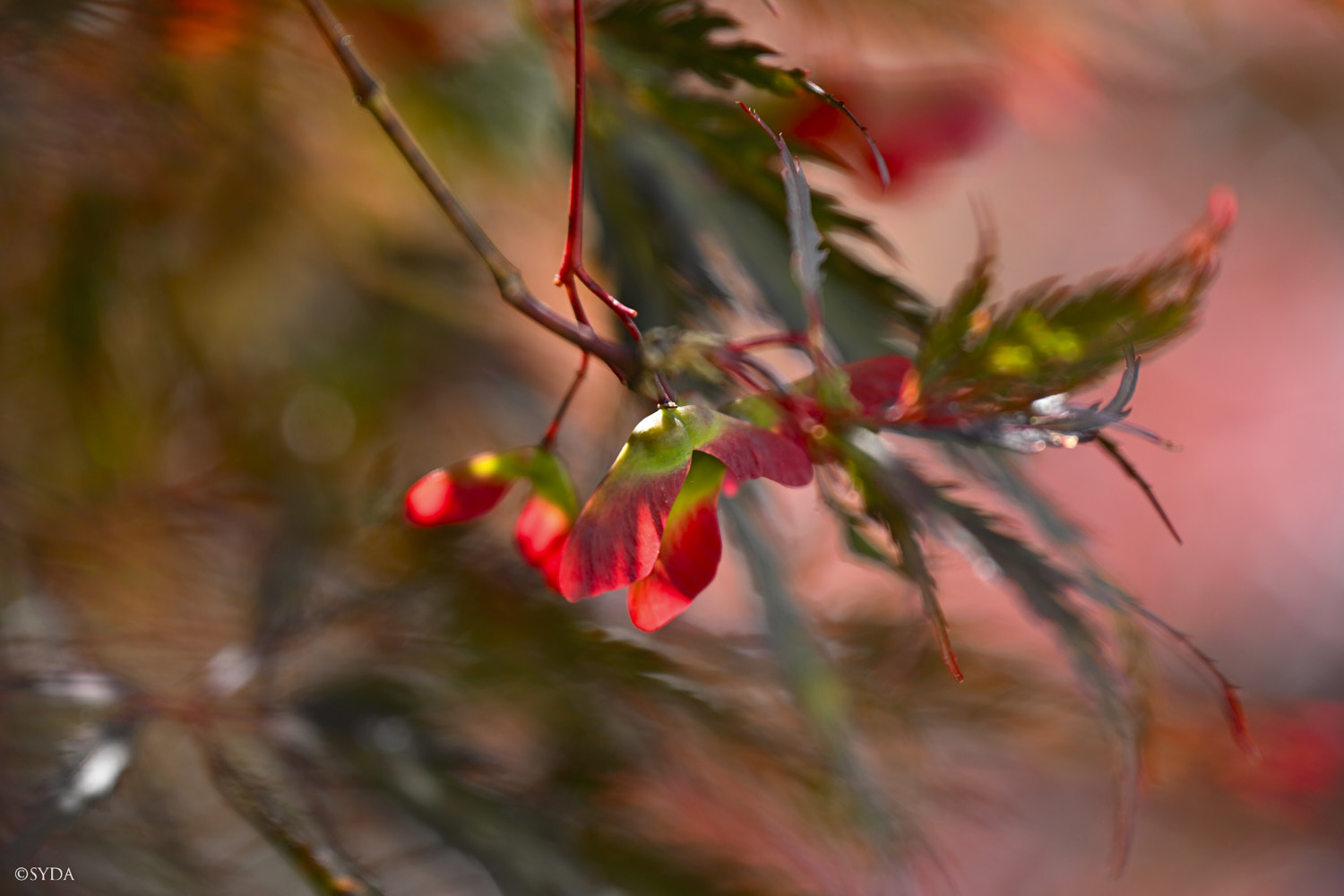 Nature Image