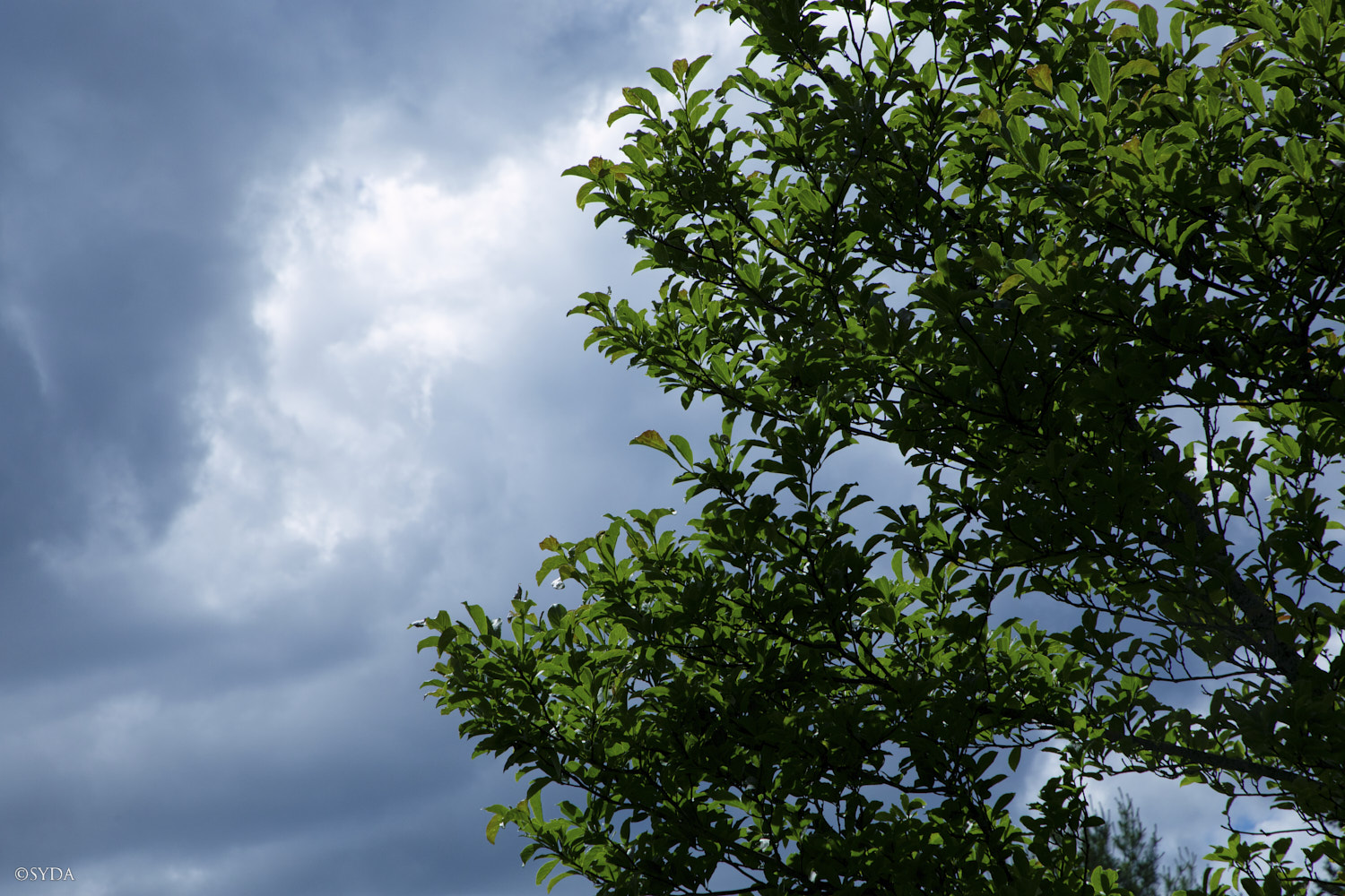 Nature Image