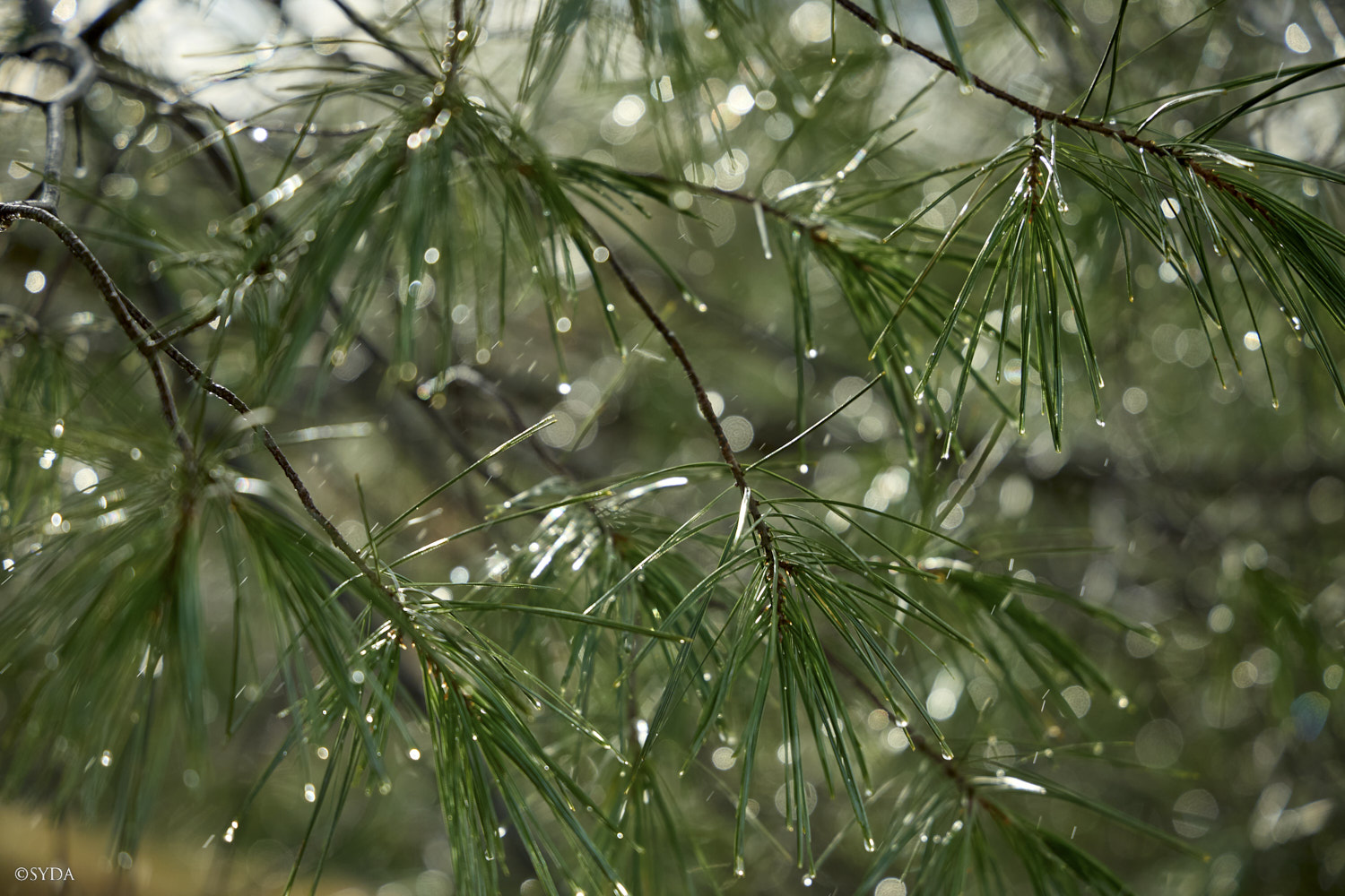 Nature Image
