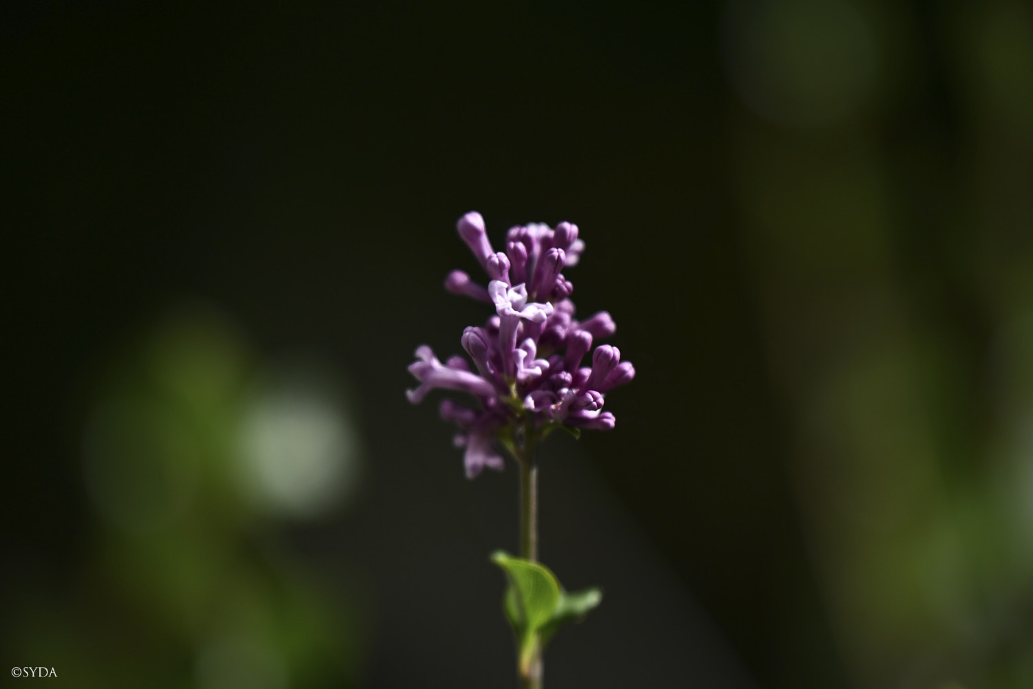 Nature Image