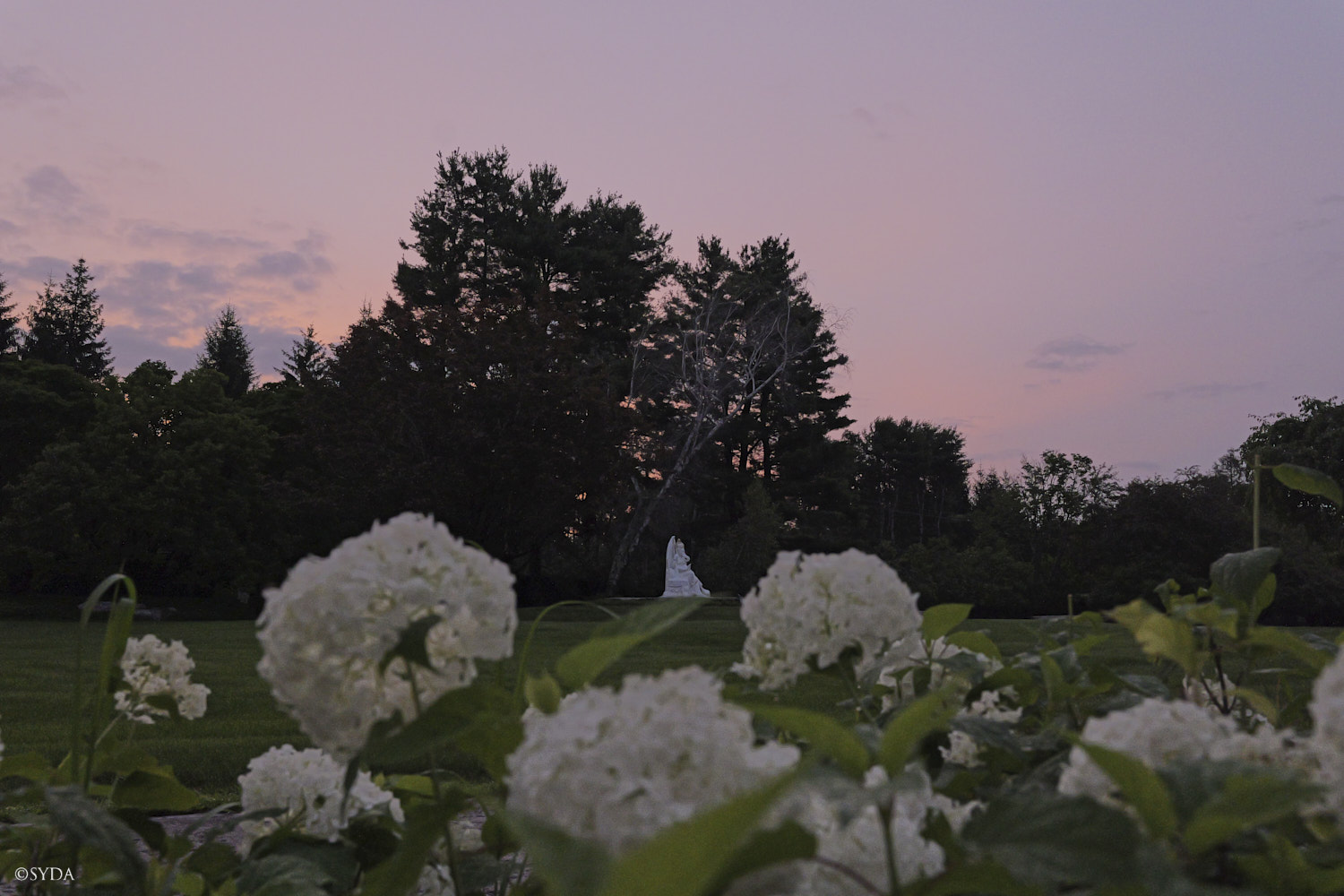 Nature Image