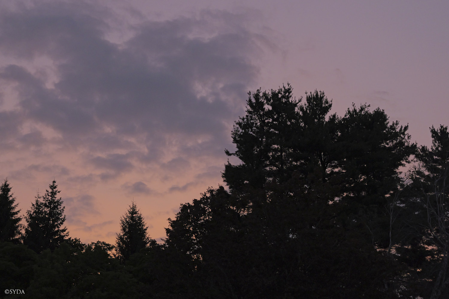Nature Image
