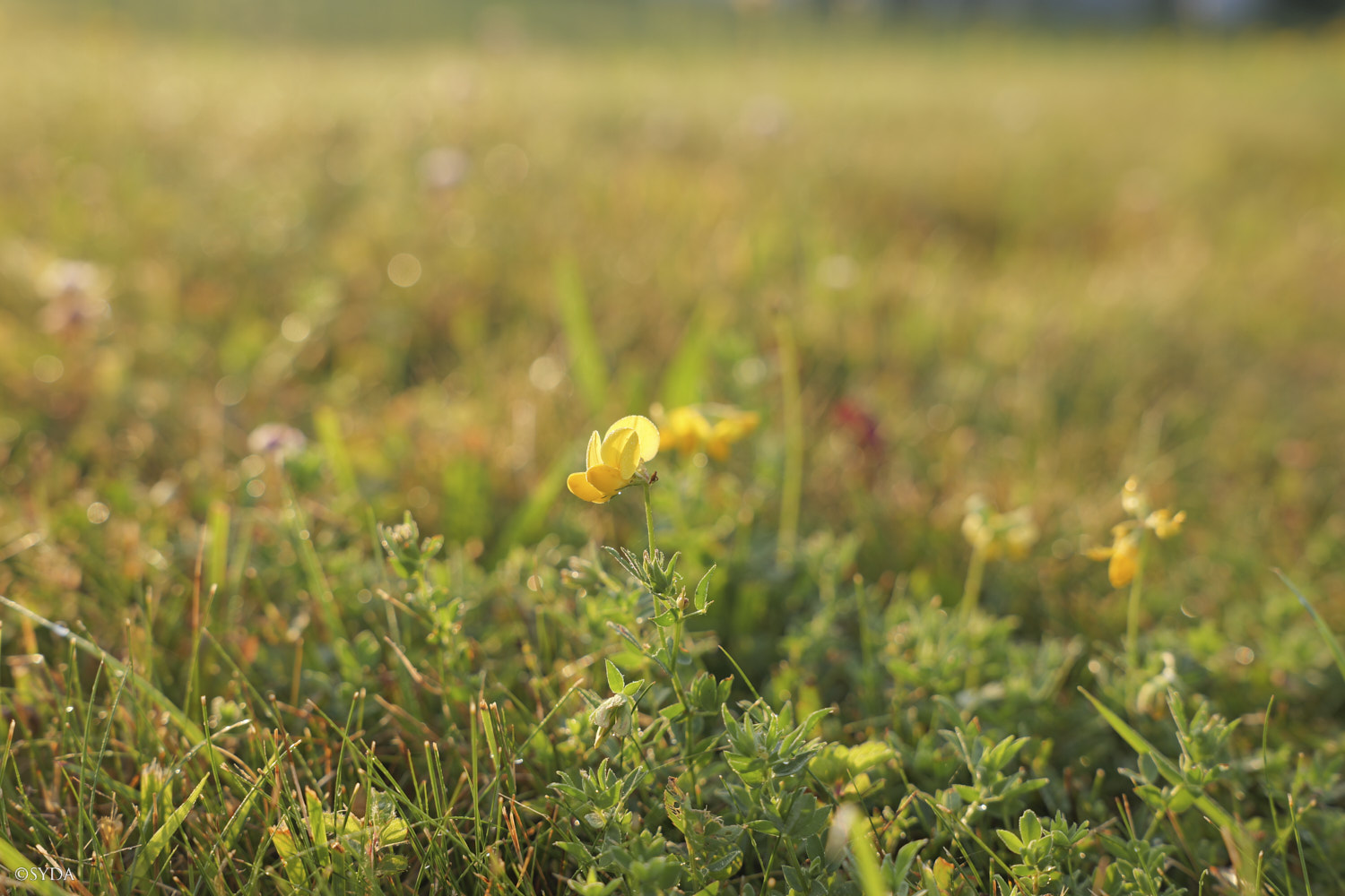 Nature Image
